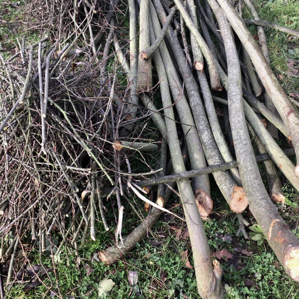 Semences Traditionnelles : Enfin Autorisées à La Vente Aux Particuliers